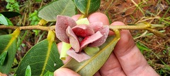 Duguetia furfuracea