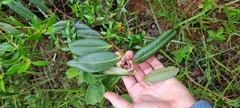 Duguetia furfuracea