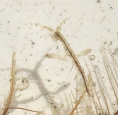 Caprella penantis