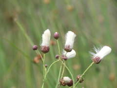 Baccharis juncea
