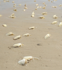 Amarilladesma mactroides