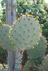 Opuntia aciculata
