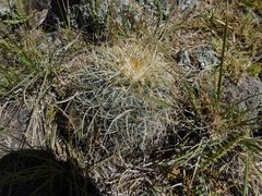 Mammillaria discolor