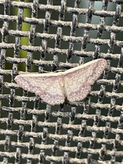 Idaea nephelota