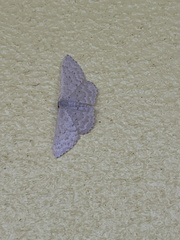 Idaea philocosma