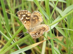 Aricoris indistincta