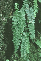Adiantum diaphanum