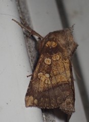 Papaipema cataphracta