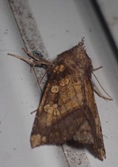 Papaipema cataphracta