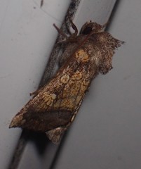 Papaipema cataphracta