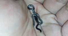 Serpentes