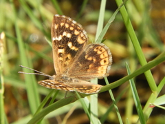 Aricoris indistincta