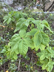Aesculus californica