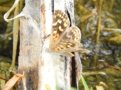 Aricoris indistincta