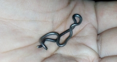 Serpentes