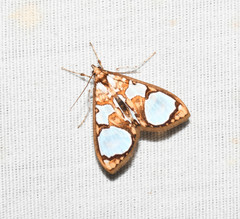 Glyphodes grandisalis