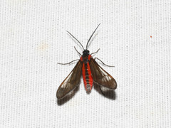 Rhynchopyga semirufa