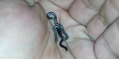 Serpentes
