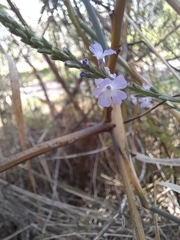 Verbena menthifolia