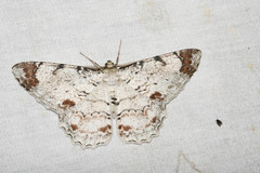 Epimecis anonaria