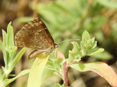 Aricoris indistincta