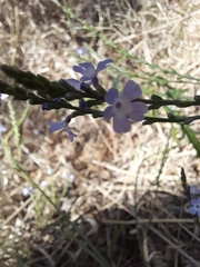 Verbena menthifolia