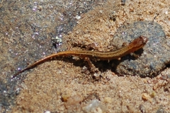 Desmognathus aeneus