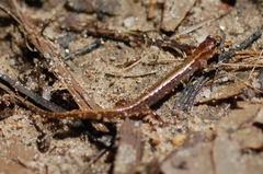 Desmognathus aeneus