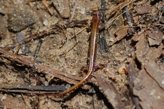 Desmognathus aeneus