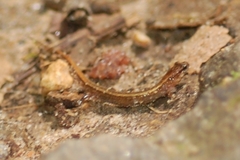 Desmognathus aeneus