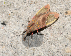 Bertholdia specularis