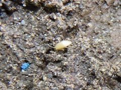 Nicoletiidae