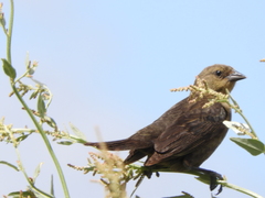 Chrysomus ruficapillus