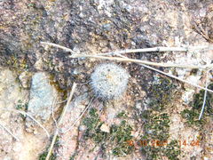 Coryphantha clavata