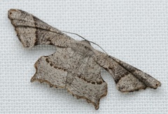 Cathetus euthysticha