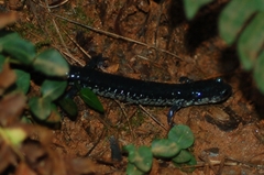 Plethodon chattahoochee