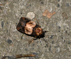 Hampsonodes orbica