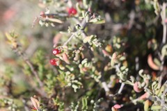 Chenopodium wilsonii