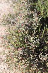 Chenopodium wilsonii