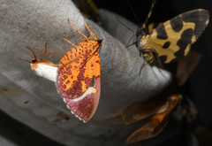 Hagnagora croceitincta