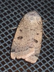 Abagrotis cupida