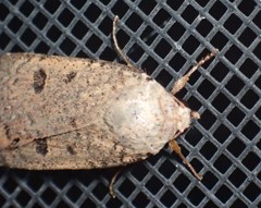 Abagrotis cupida
