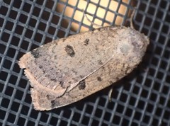 Abagrotis cupida