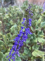 Coleus intraterraneus