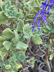 Coleus intraterraneus