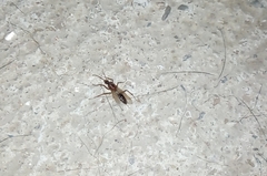 Camponotus