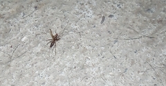 Camponotus