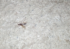 Camponotus