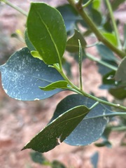 Codonocarpus cotinifolius