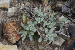Atriplex coulteri